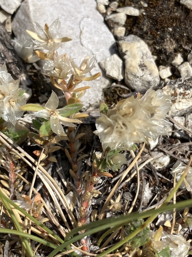 Paronychia cephalotes, photograph 2