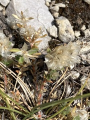 Paronychia cephalotes, photograph author not stated, no rights reserved