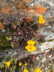 Erythranthe glaucescens
