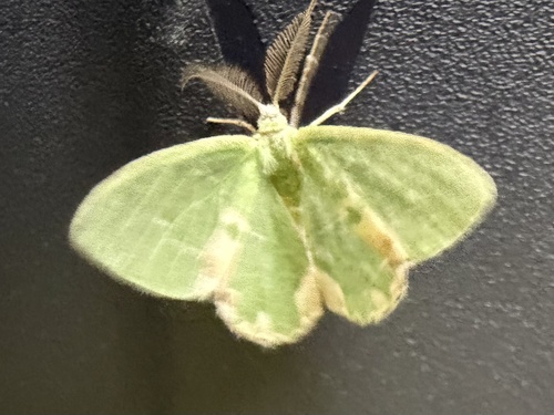Blotched Emerald