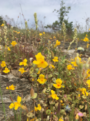 Erythranthe glaucescens