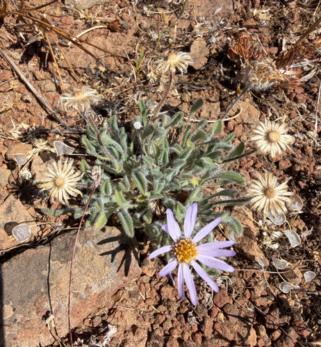 Erigeron poliospermus, photograph 2