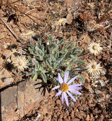 Erigeron poliospermus, photograph (c) James H. Thomas, some rights reserved (CC BY)