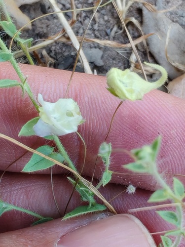 Mediterranean Fluellen