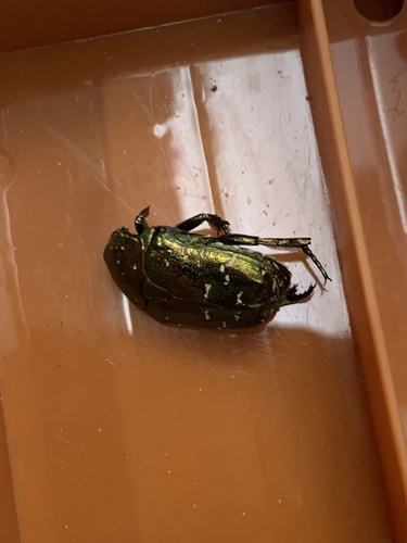 Oriental Flower Beetle