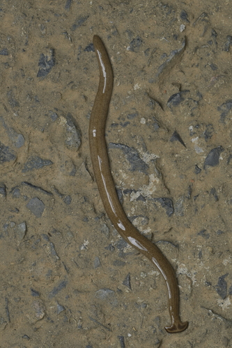 Diversibipalium cantori