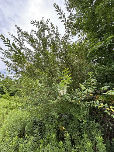 Chinese privet