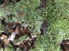 Cladonia didyma