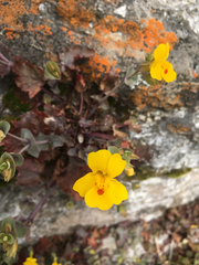 Erythranthe glaucescens