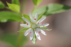 Stellaria corei
