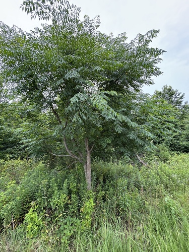 Chinaberry