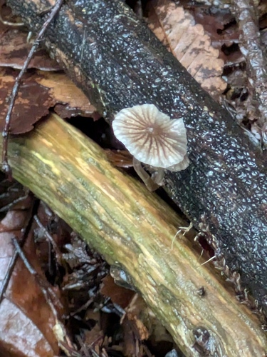 Mycena nidificata
