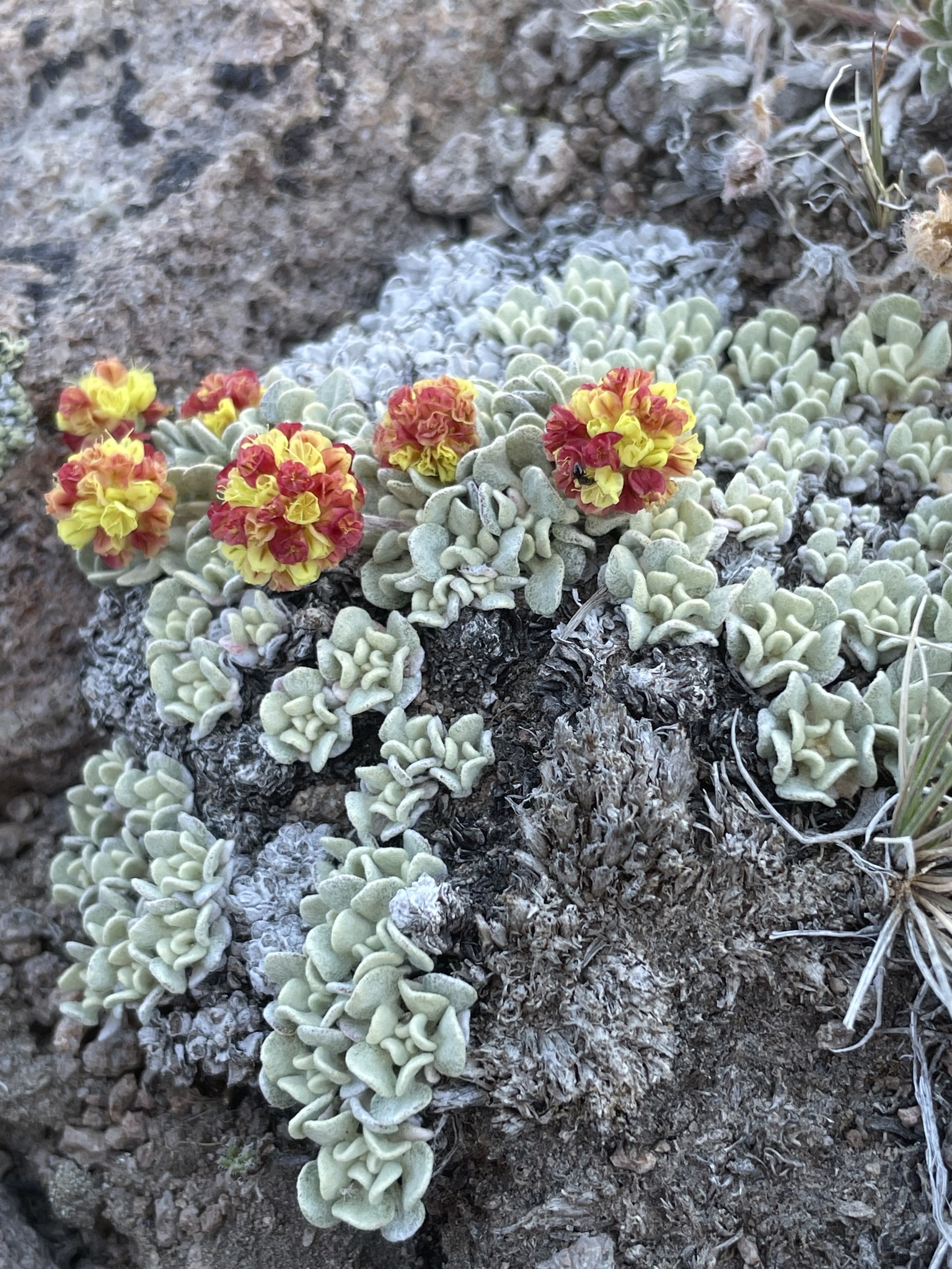 Eriogonum ovalifolium var. caelestinum