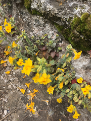 Erythranthe glaucescens