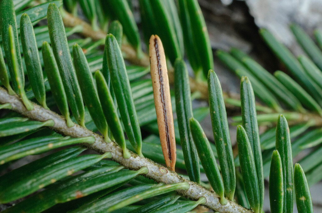 Lirula nervisequa