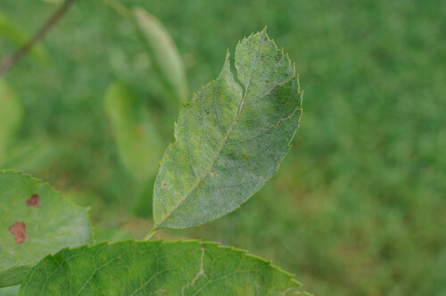 Podosphaera amelanchieris