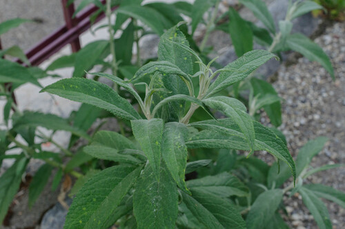 Butterfly bush