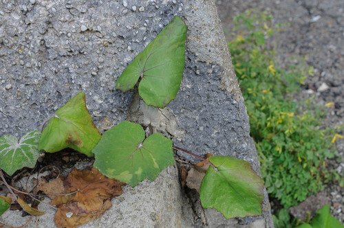 colt's-foot