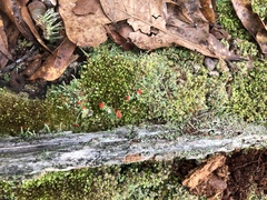 Cladonia didyma