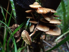 Pholiota subflammans