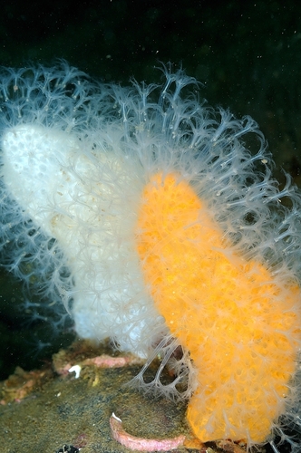 Dead man's fingers