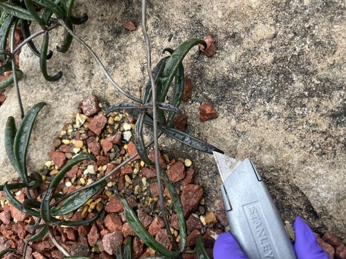 Kalanchoe beauverdii