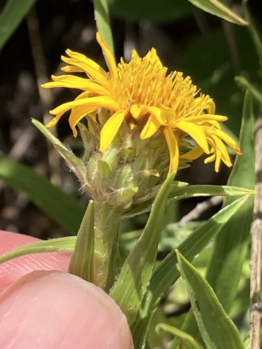 Pentanema ensifolium, photograph 3