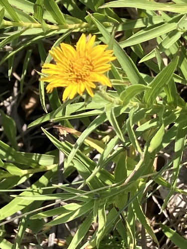 Pentanema ensifolium, photograph 4