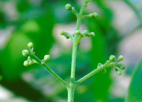 Image of Amyris balsamifera by (c) Francisco Farriols Sarabia, some rights reserved (CC BY)