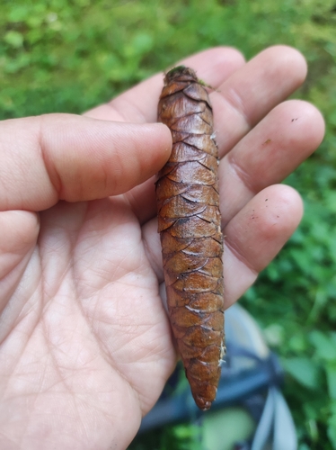 Picea orientalis