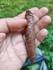 Picea orientalis