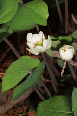 Jeffersonia diphylla