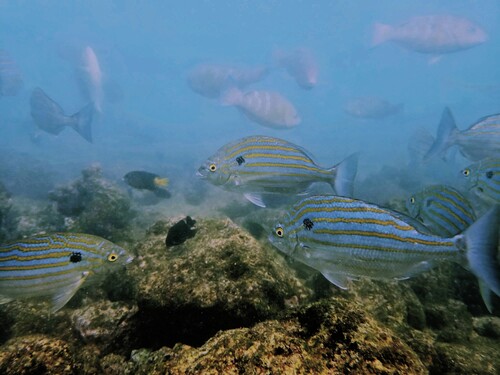 Blackspot porgy (Archosargus pourtalesii) — Sparidae — 4
