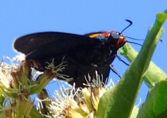 Elbella scylla