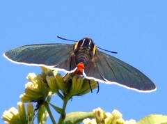 Elbella scylla