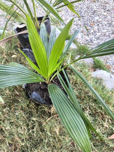 Attalea crassispatha