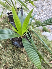 Attalea crassispatha
