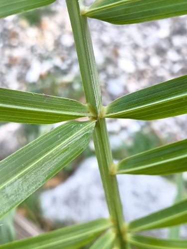 Attalea crassispatha, photograph 3