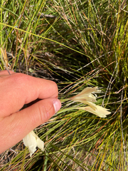(c) Justin Ponder, some rights reserved (CC BY) Gladiolus angustus, photograph (c) Justin Ponder, some rights reserved (CC BY)