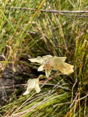 Gladiolus angustus