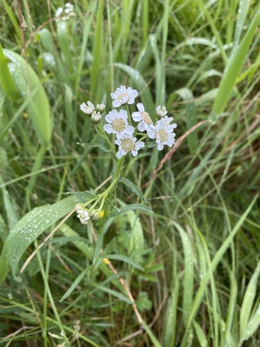 Sneezewort