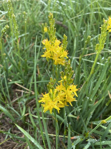 bog asphodel