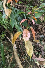 Erycibe henryi, photograph (c) 許文俊, some rights reserved (CC BY-SA)