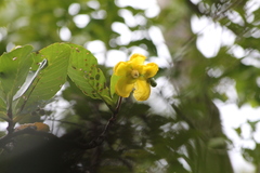 Dillenia suffruticosa