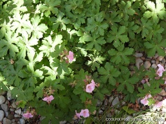 Geranium macrorrhizum
