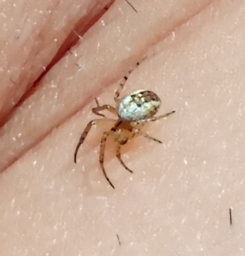 Cricket-bat Orbweaver