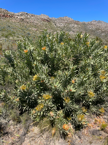 Leucospermum catherinae, photograph 3