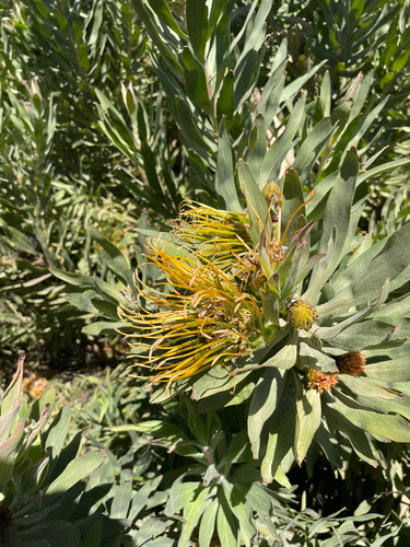 Leucospermum catherinae, photograph 2
