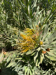Leucospermum catherinae, photograph (c) Justin Ponder, some rights reserved (CC BY)