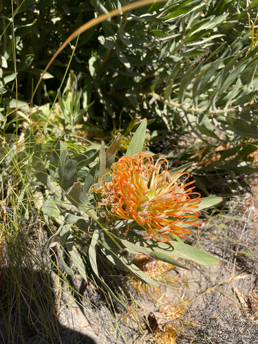 Leucospermum catherinae, photograph 1